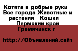 Котята в добрые руки - Все города Животные и растения » Кошки   . Пермский край,Гремячинск г.